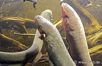 Dank Zitteraalen: Fischereiverein wird Ökostromerzeuger - Plattling/Kühmoos - Passauer Neue Presse - PNP.de