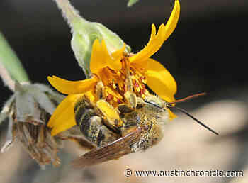 Meant to Bee: Austin Becomes Official Bee Haven: So be cool to your neighborhood pollinators - News - Austin Chronicle