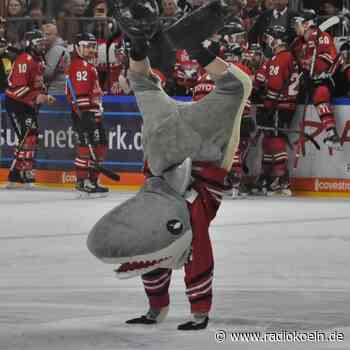 Kölner Haie siegen im Playoff-Spiel - Radio Köln