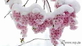 Siegen: Schnee und Frost im April – 6 Tipps für Gartenbesitzer - WP News