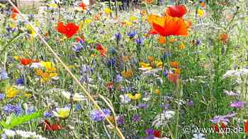 Siegen: Wie Gärten kostenlos in voller Pracht erblühen - WP News