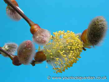 Nature Notes: Beautiful blossom benefits bees