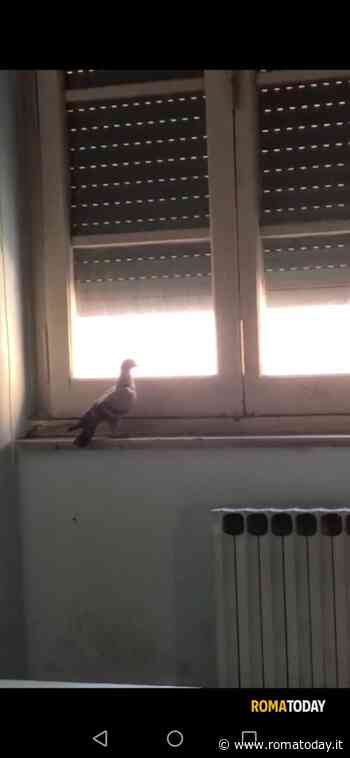 LETTORI - Piccioni in classe