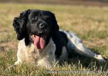 Police dog Danny retires after 10 years service to the force