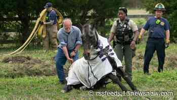Firefighters rescue horse from ditch in Virginia Beach