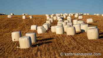 What's this humble grass that made it to high-level Nepal-China talks - The Kathmandu Post