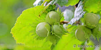 Nocciolo, esperienze pratiche dal campo: Convegno di Coldiretti Cuneo a Cherasco il prossimo 14 aprile - Il Corriere di Alba, Bra, Langhe e Roero