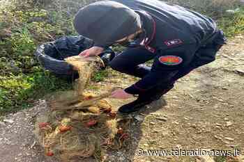 Capua. Pesca illegale con reti all'Oasi 'Le Saliccelle': 'stangato' bracconiere straniero - TeleradioNews