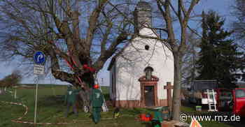 Hardheim: Linde war Gefahr für Verkehr auf der B27 - Rhein-Neckar Zeitung