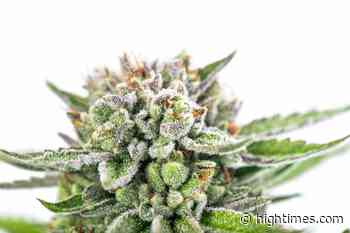 Georgia Medical Cannabis Bill Dies in State Senate - High Times