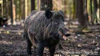 Tiere - Wildschwein soll nicht länger Putin heißen - Neue Presse Coburg