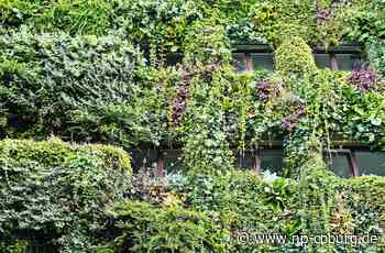 Klimasenat - Schottergärten sind in Coburg jetzt verboten - Neue Presse Coburg