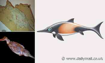 Ichthyosaurs had BLUBBER just like whales, study finds