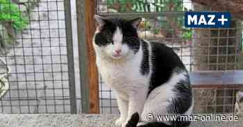 Luckenwalde: Tierheim-Kater "Stinki" sucht neues Zuhause - Märkische Allgemeine Zeitung