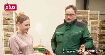 Lampertheim: Vor dem Spargelgenuss ist viel Arbeit nötig - Echo Online