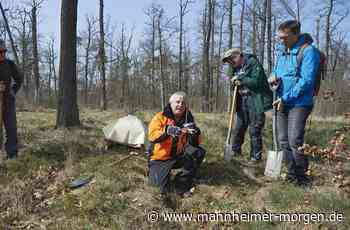 130 000 junge Bäume werden im Lampertheimer Wald gepflanzt - Lampertheim - Nachrichten und Informationen - Mannheimer Morgen