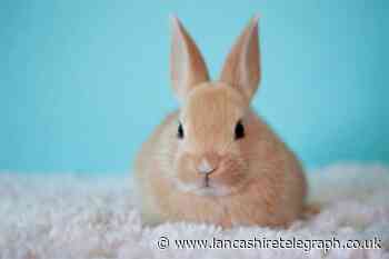Pets At Home issues important ban in all UK stores this Easter