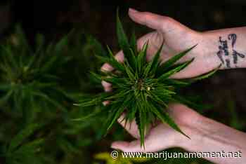 Kentucky Lawmakers Approve Medical Marijuana Legalization Bill In Committee - Marijuana Moment