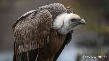 Vergiftet? Toter Gänsegeier bei Starnberg gefunden | BR24 - br.de