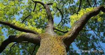 Vrijbroekpark biedt kunst en avontuur aan in de 'Wilgernis' - Het Laatste Nieuws