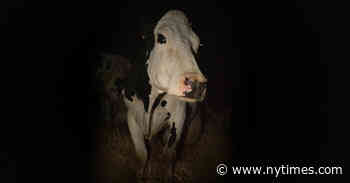 ‘Cow’ Review: Dairy Cogs in the Machine