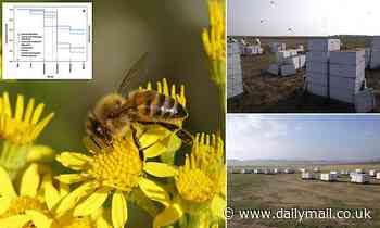 New breed of honey bee has been bred to resist its greatest parasite