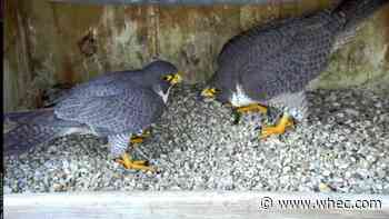 A new falcon has arrived on Rochester's Time Square Building