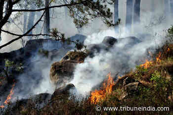 Over 30 per cent Indian districts vulnerable to extreme forest fires: Study - The Tribune India