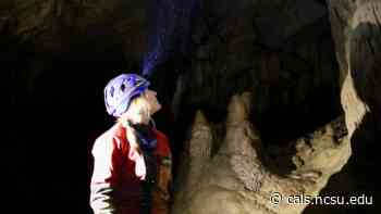 Does Forest Cover Affect the Spread of White-Nose Syndrome Among Bats? - NC State CALS