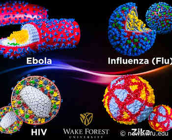 ACCelerate Festival to showcase WFU exhibits at Smithsonian | Wake Forest News - Wake Forest News