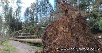 People urged to stay away from Screel Hill forest while storm damage is repaired - Daily Record