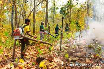 One year of Similipal forest fire: The hits and misses - Mongabay-India