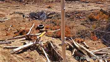 'Fairy Forest' tale of destruction remains a mystery - Otago Daily Times