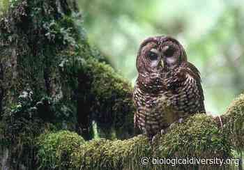 Lawsuit Filed to Protect Redwood Forest in California From Logging - Center for Biological Diversity