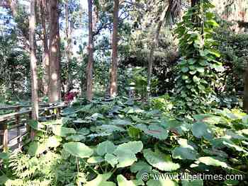 Agency promotes forest carbon sinks for environment - 台北時報