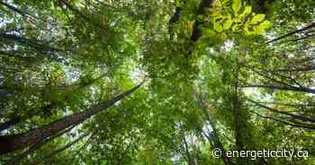 NRRM addresses resident's concerns on community forest harvest - Energeticcity.ca