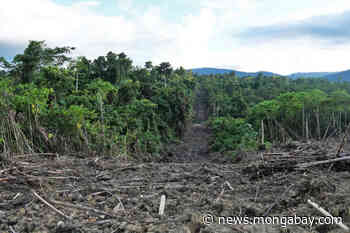 Palm oil firm that cleared Papuan forest after losing its permit is still at it - Mongabay.com