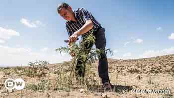 Documentary 'The Forest Maker' portrays a reforestation pioneer - DW (English)