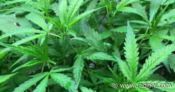 Kamloops cannabis retailer supportive of proposed 'cannabis consumption spaces' - radionl.com