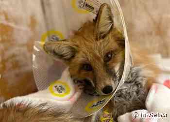 iN VIDEO: Severely injured fox recovering at Kamloops wildlife health centre | iNFOnews | Thompson-Okanagan's News Source - iNFOnews