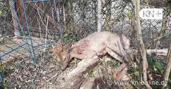 Sie reißen Rehe in freier Natur: „Könnte jeden Tag legal zehn Hunde abschießen“