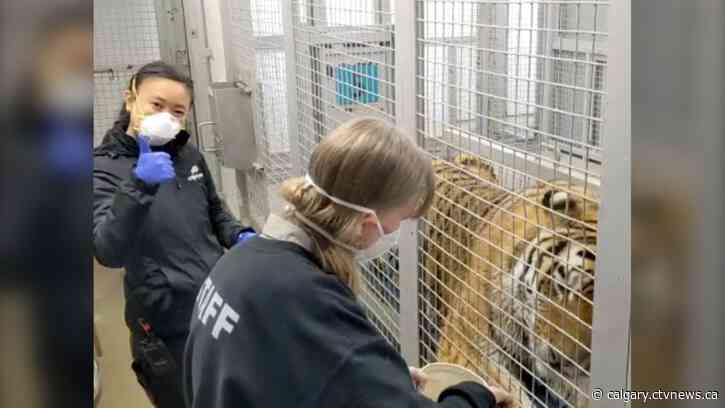 Tigers and gorillas among first animals vaccinated against COVID-19 at Calgary Zoo