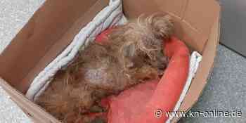 Alten und kranken Hund zum Sterben an Autobahnraststätte ausgesetzt