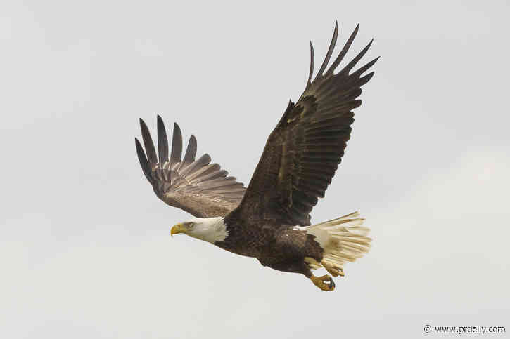 ESI Energy downplays guilty plea over 150+ dead eagles, travel brands weigh waning support for mask mandates, and Lego’s metaverse play