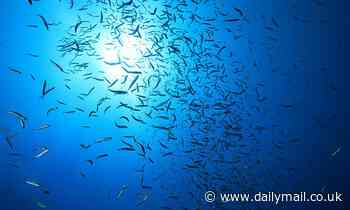 Earth's oceans move when fish have SEX, helping to circulate nutrients