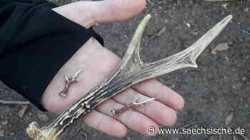April, April: Ausgestorben geglaubte Tierart in der Dresdner Heide entdeckt - Sächsische.de