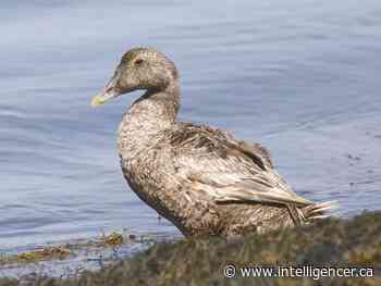 BIRDWATCH: A little too early for spring migration on Pawleys Island - Belleville Intelligencer