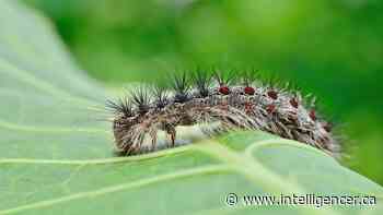 Taking a bite out of the LDD moth infestation - Belleville Intelligencer