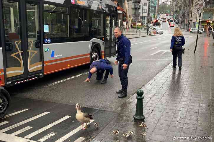 Brusselse politie is uw dierenvriend: agenten helpen ganzenfamilie Belliardstraat oversteken