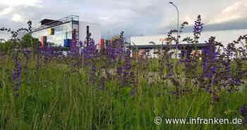 Bamberg: "Blühpakt Bayern" - Freiflächen von fränkischen Firmen können aufblühen
